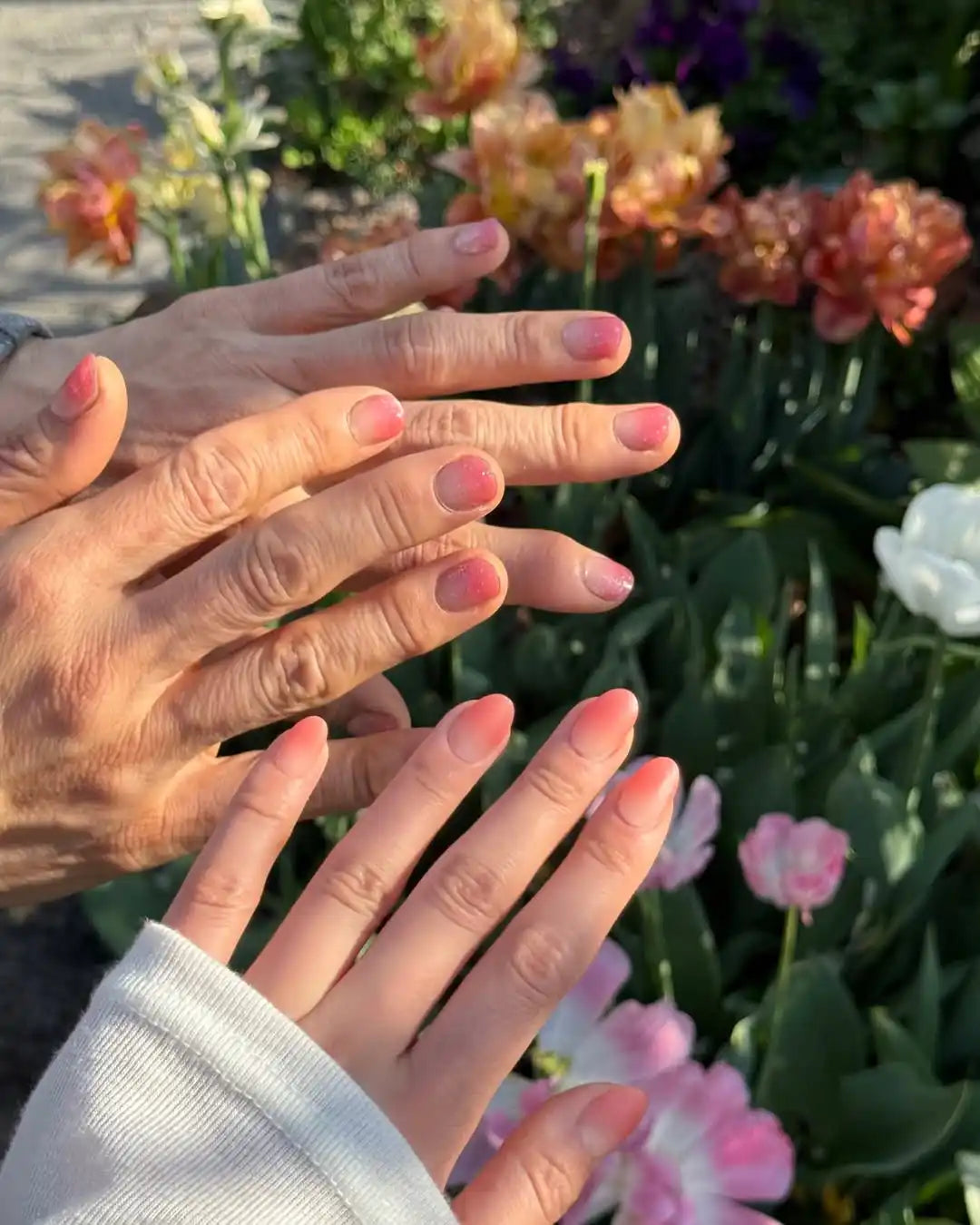 Pembe ve şeftali ombre manikürlü iki el.